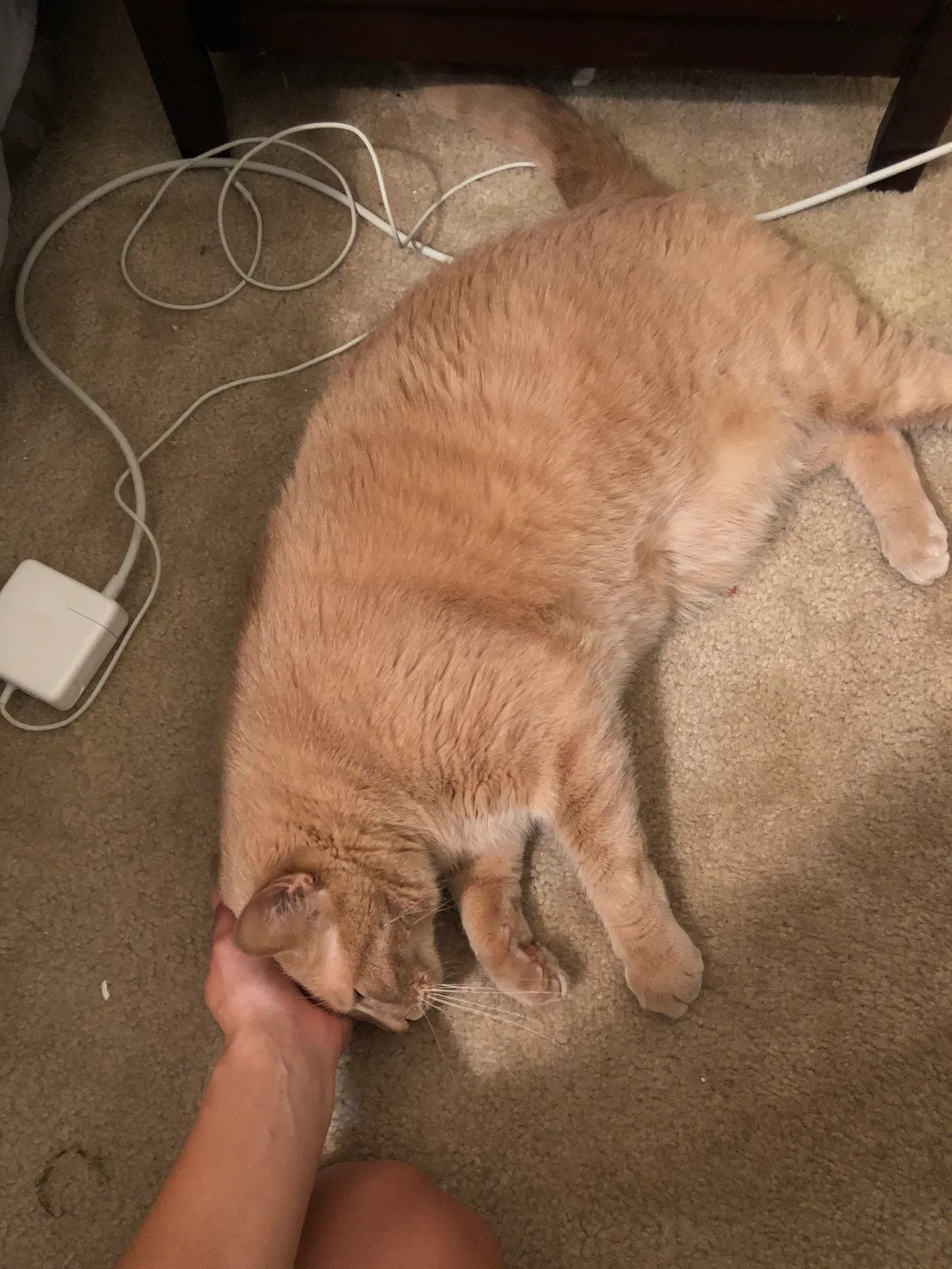 Found cat in Tuscaloosa, AL, 35404