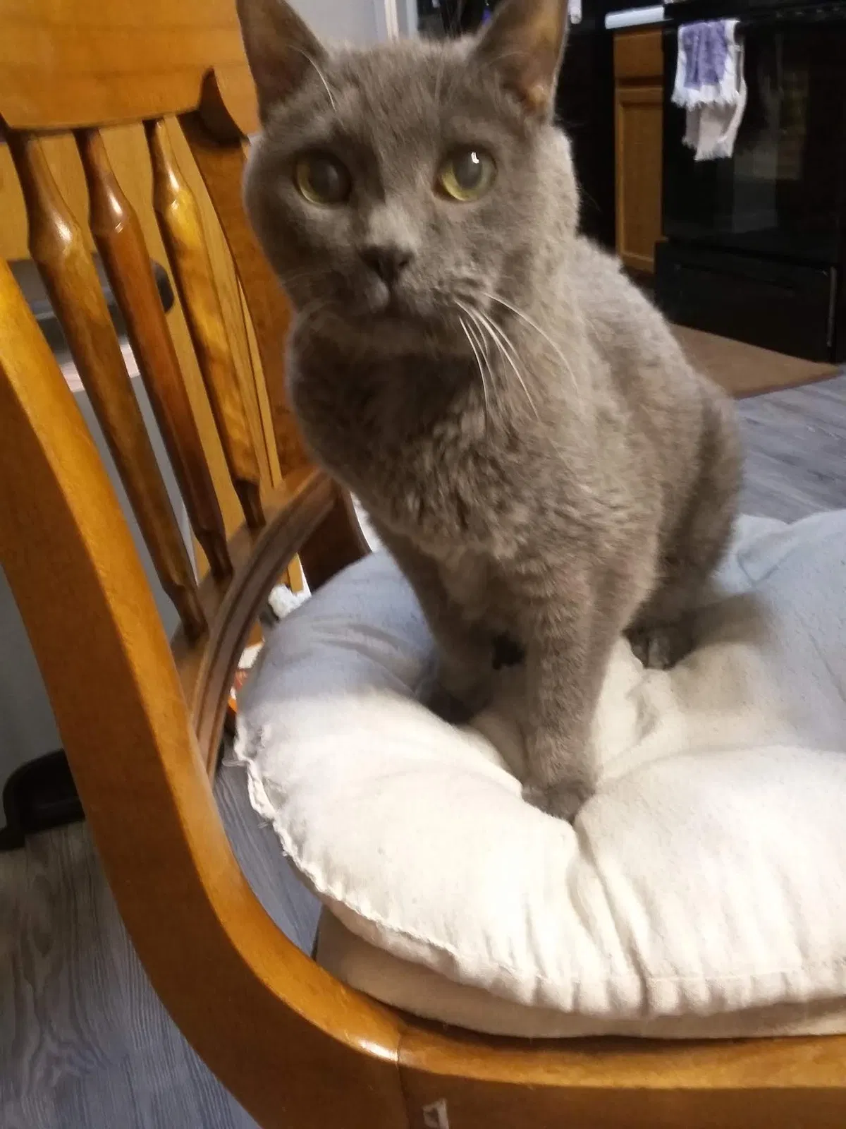 Found cat in Powder Springs, GA, 30127