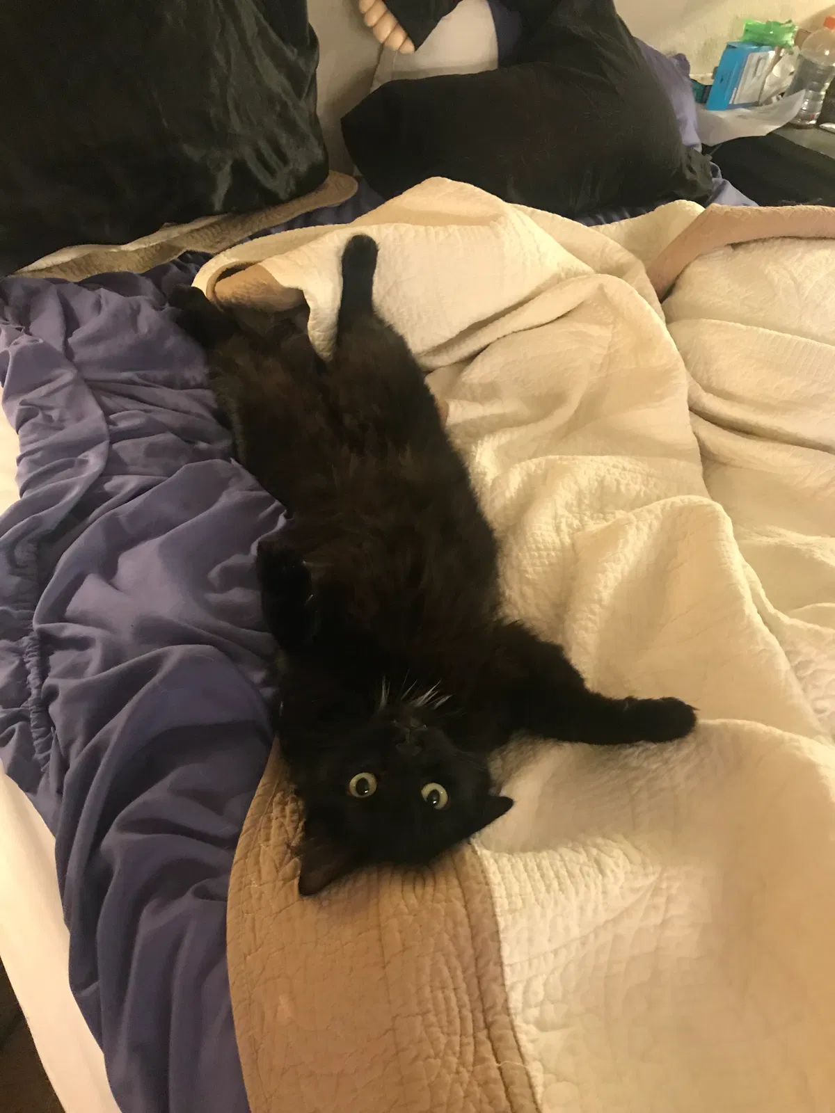 Found cat in Lodi, CA, 95242