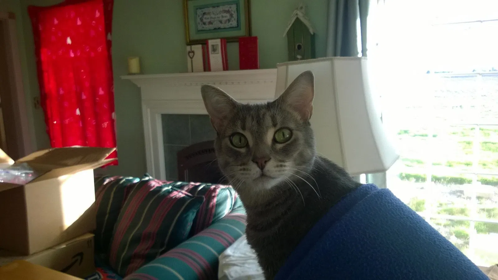 Found cat in Mount Vernon, WA, 98273
