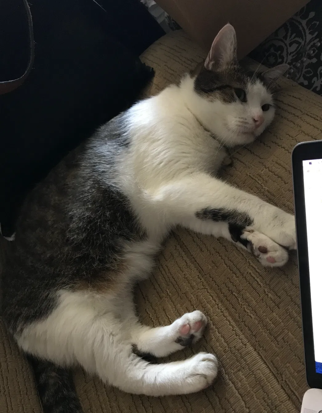 Found cat in Brooklyn, NY, 11214