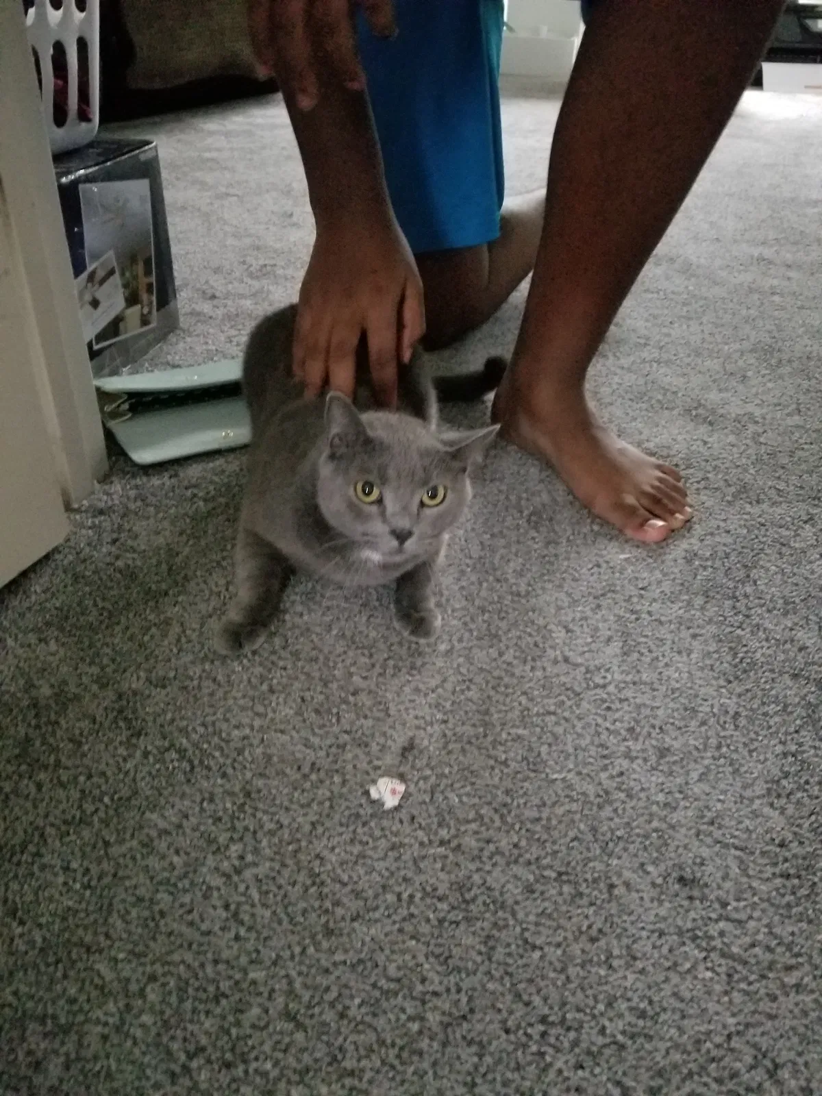 Found cat in Apopka, FL, 32712