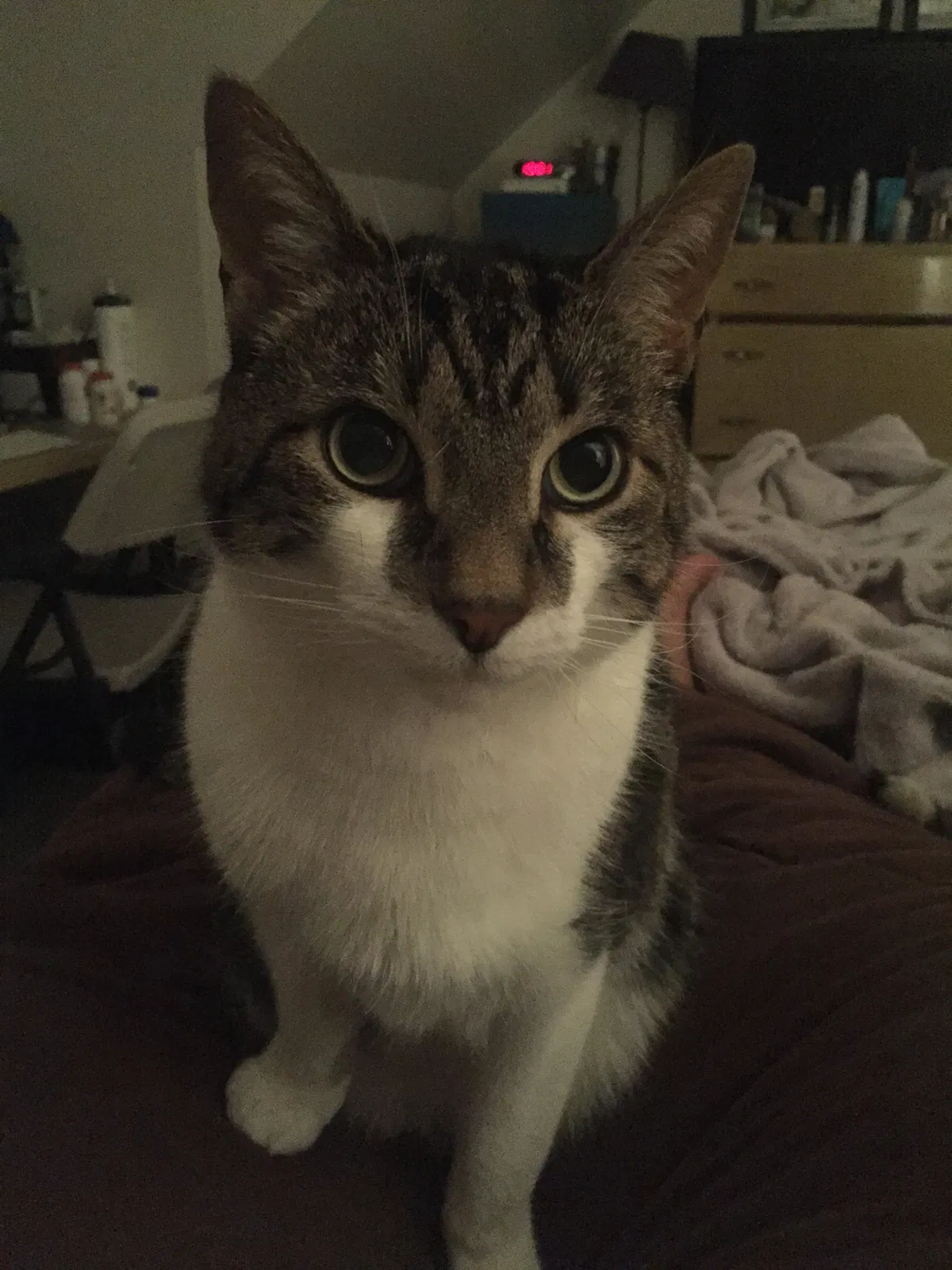 Found cat in Lindenhurst, NY, 11757
