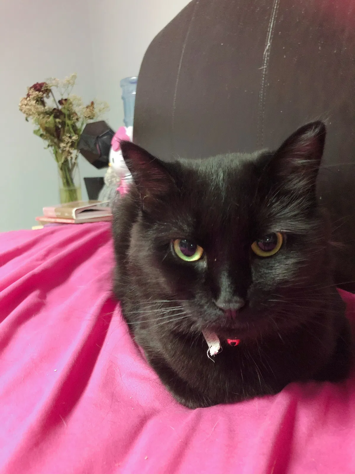 Found cat in Unknown, CA, 0
