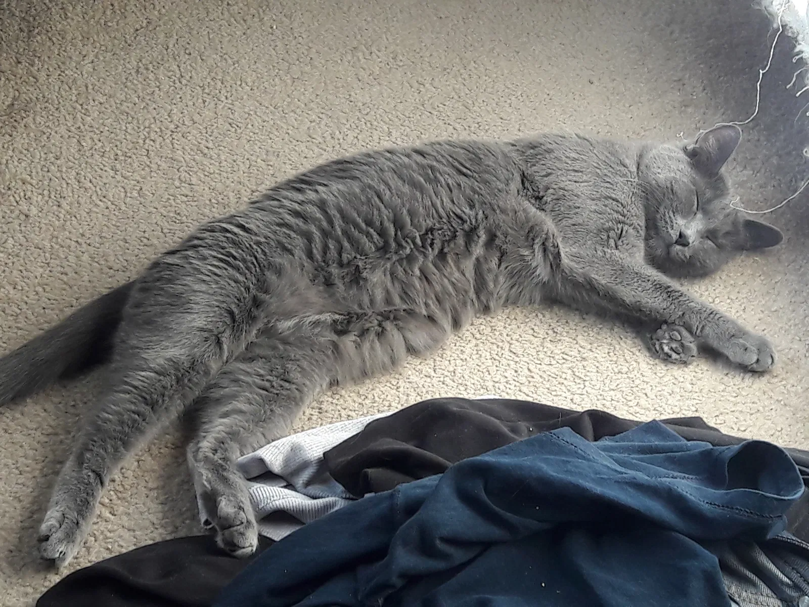 Found cat in Las Vegas, NV, 89120