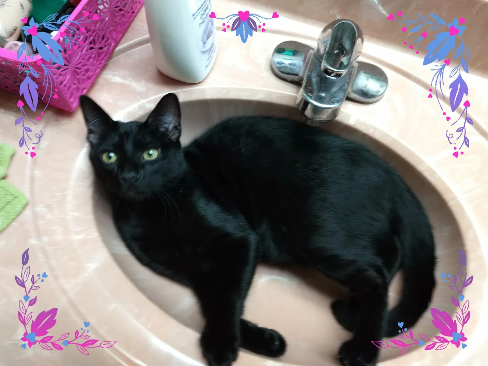 Found cat in Lake Park, GA, 31636