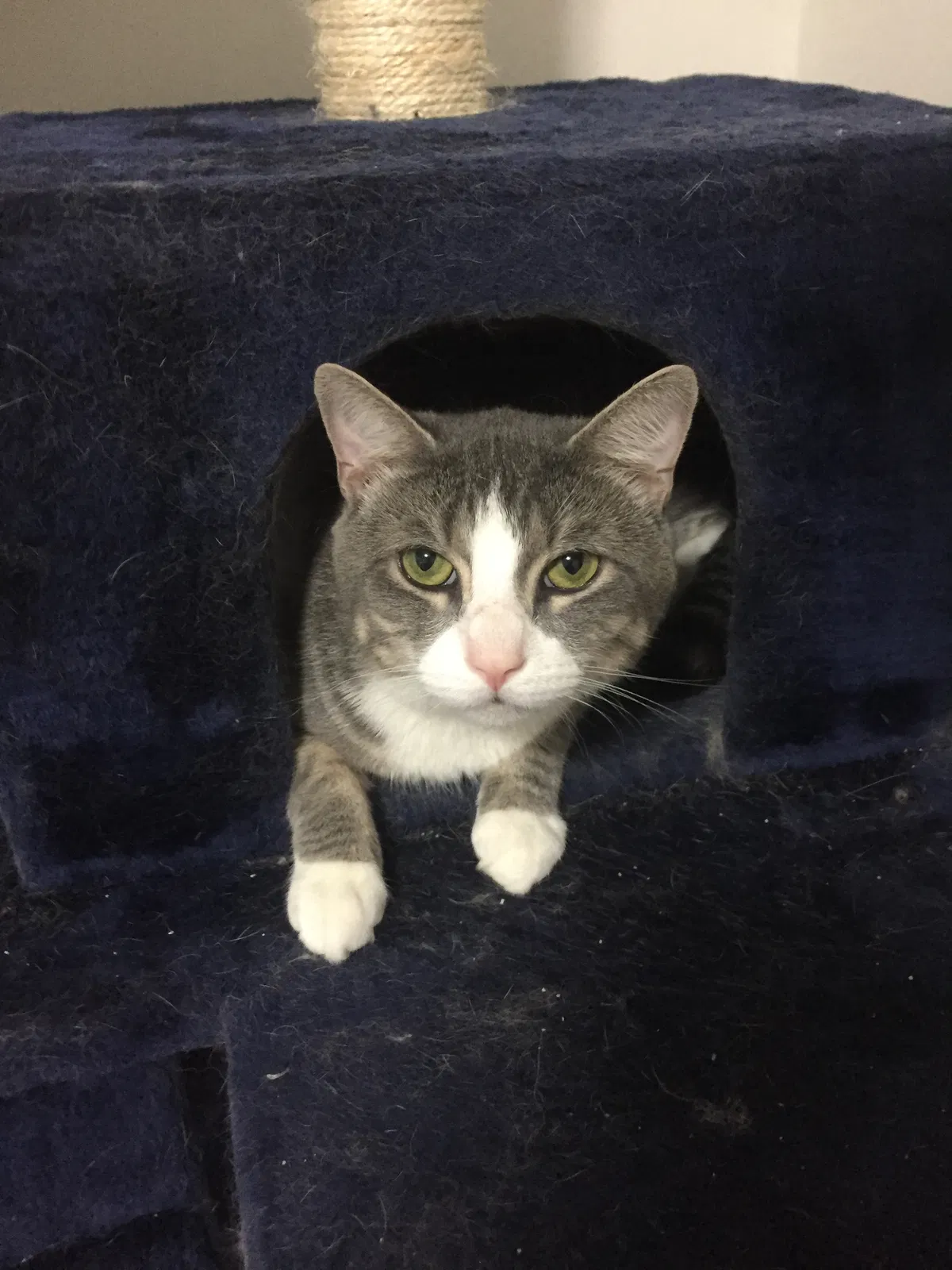 Found cat in Flushing, NY, 11355