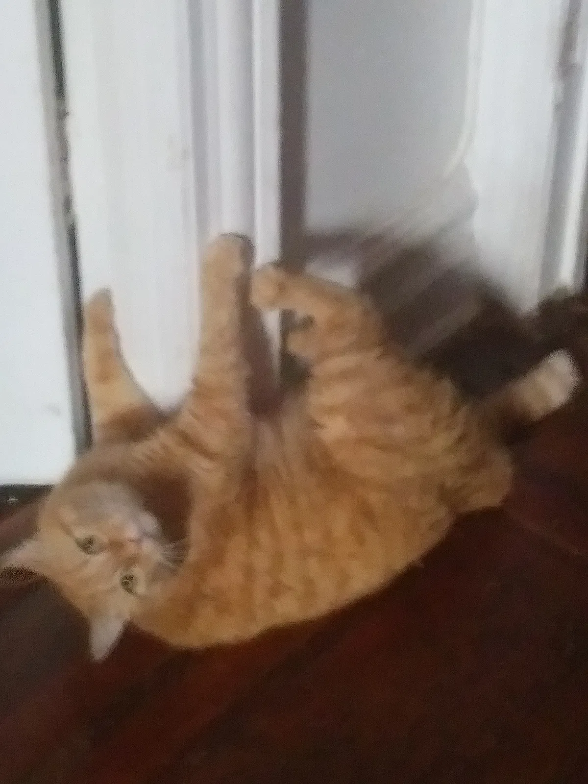 Found cat in Brooklyn, NY, 11203