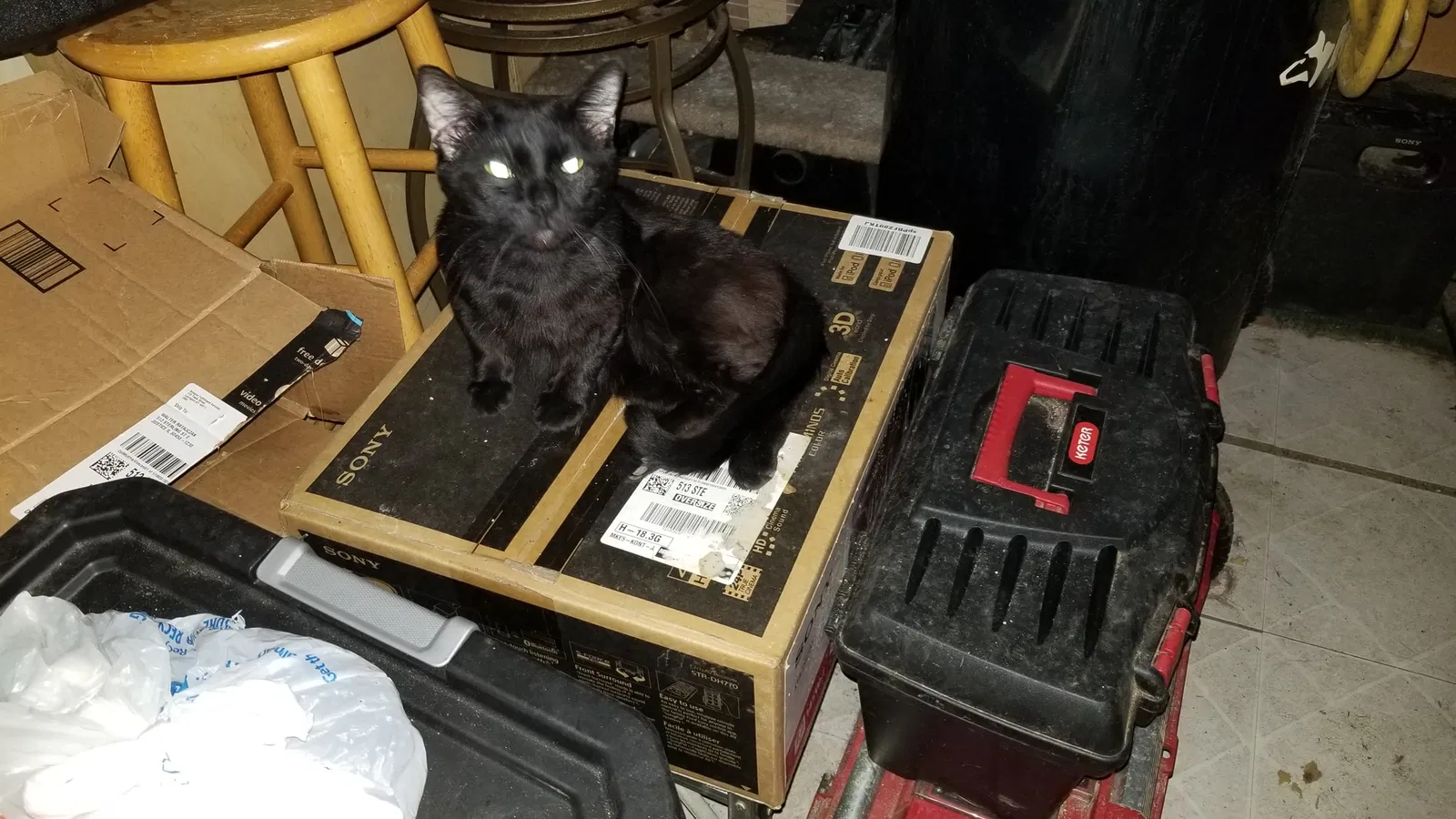Found cat in Justice, IL, 60458