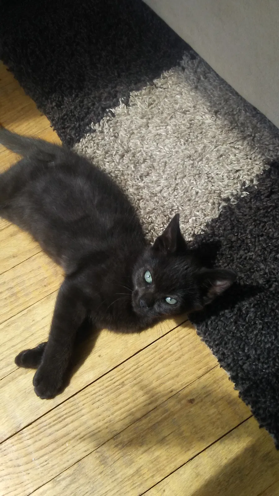 Found cat in Akron, OH, 44319