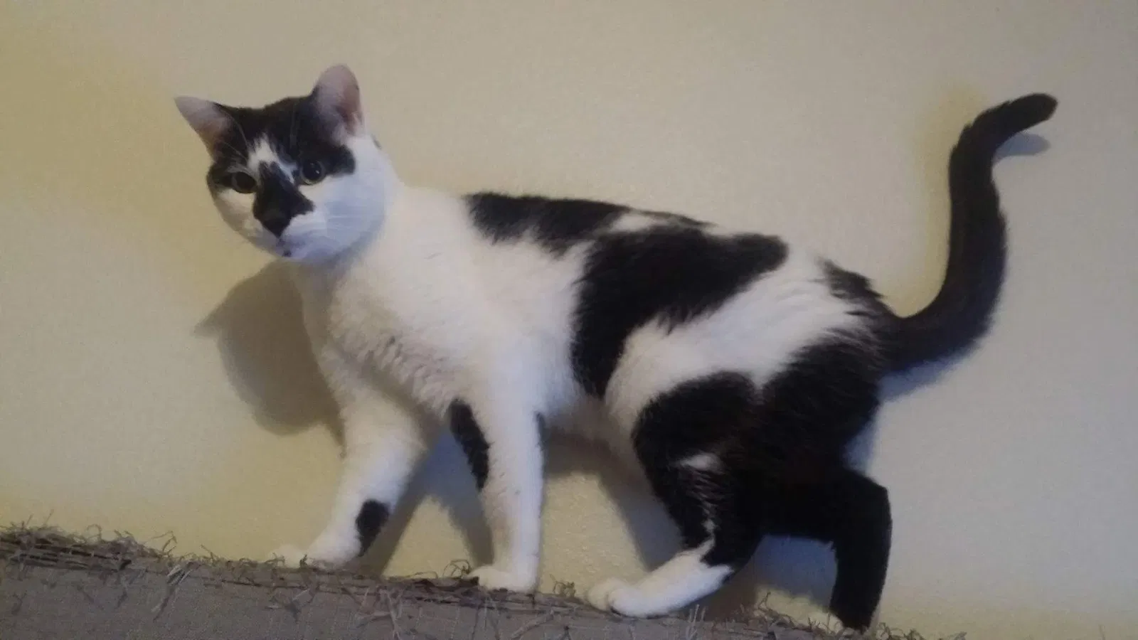 Found cat in Sulphur, LA, 70665