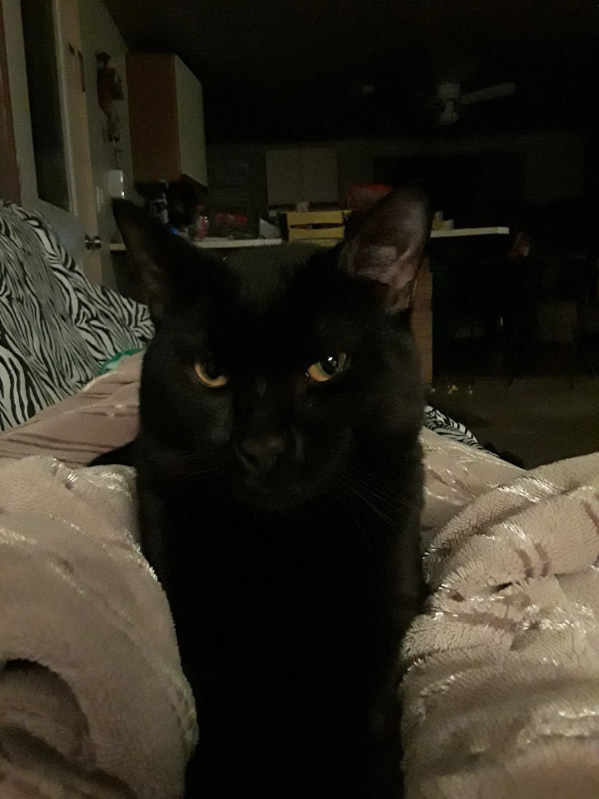 Found cat in East Greenwich, RI, 2818