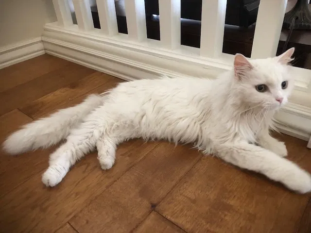 Found cat in Peoria, AZ, 85381