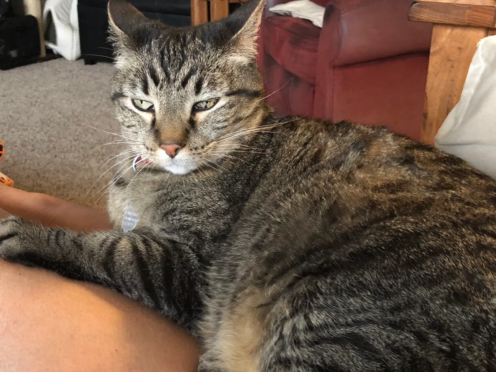 Found cat in Windsor, CO, 80550