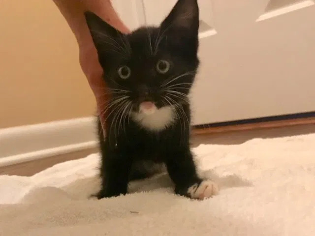 Found cat in Tucker, GA, 30084