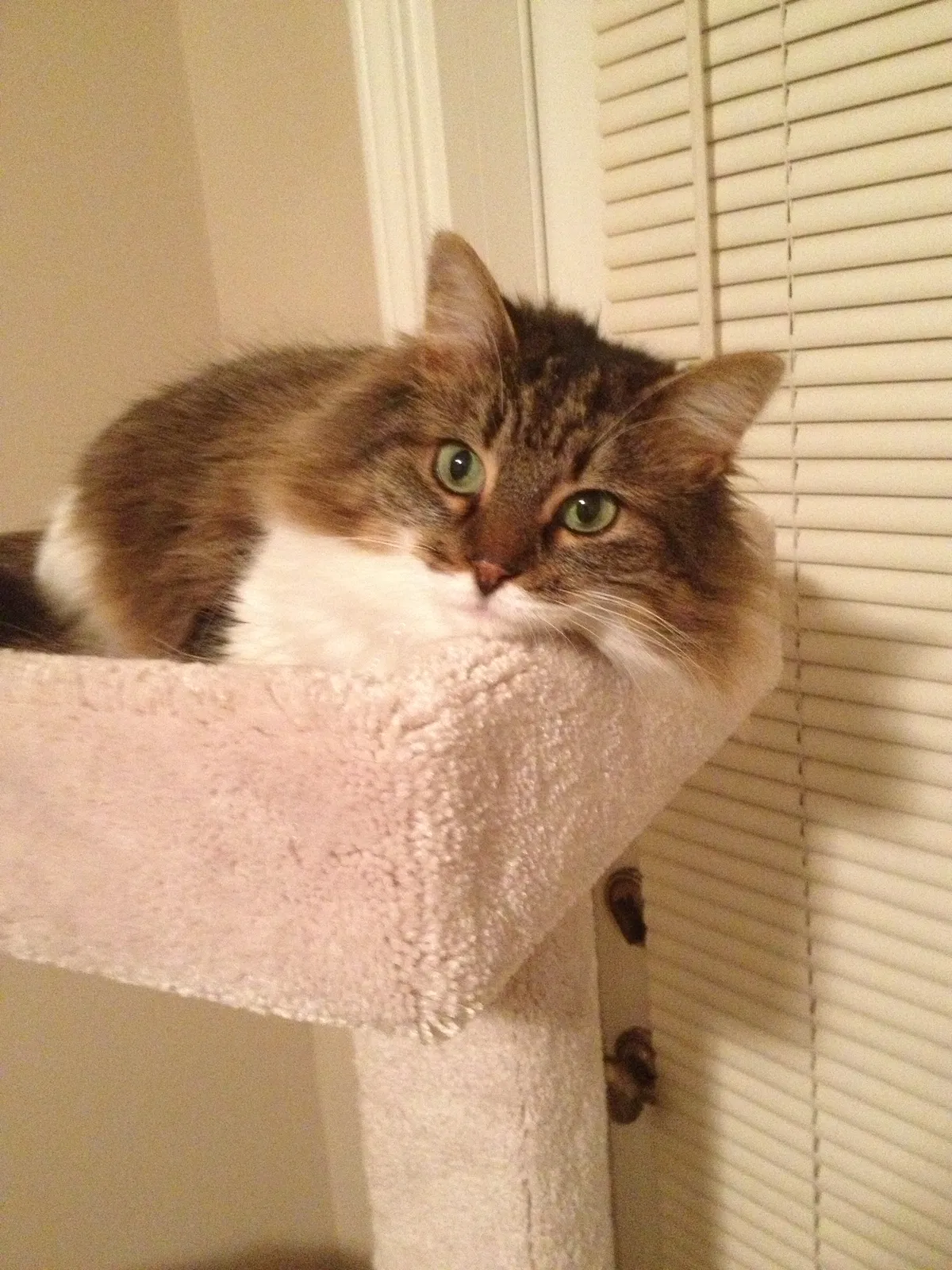 Found cat in Stockbridge, GA, 30281
