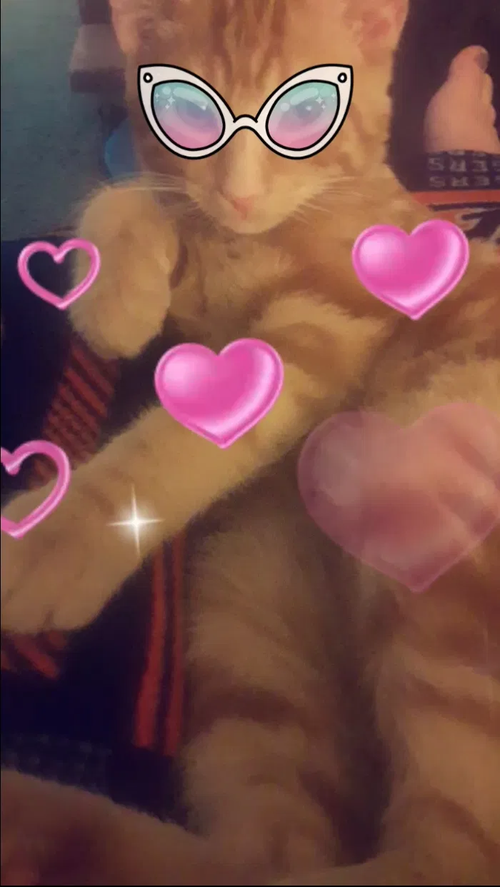 Found cat in West Blocton, AL, 35184