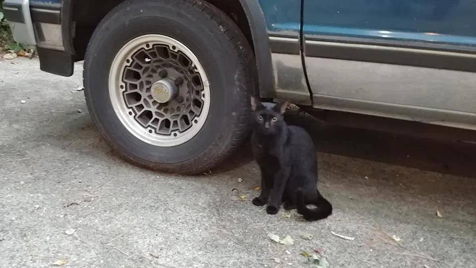 Found cat in Marietta, GA, 30066