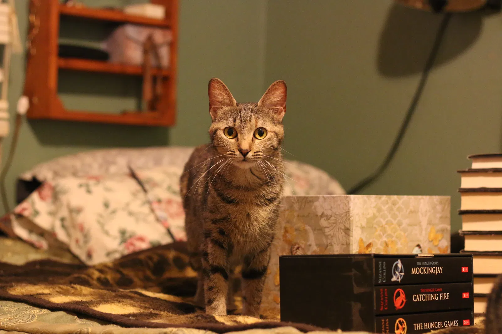 Found cat in Memphis, TN, 38122