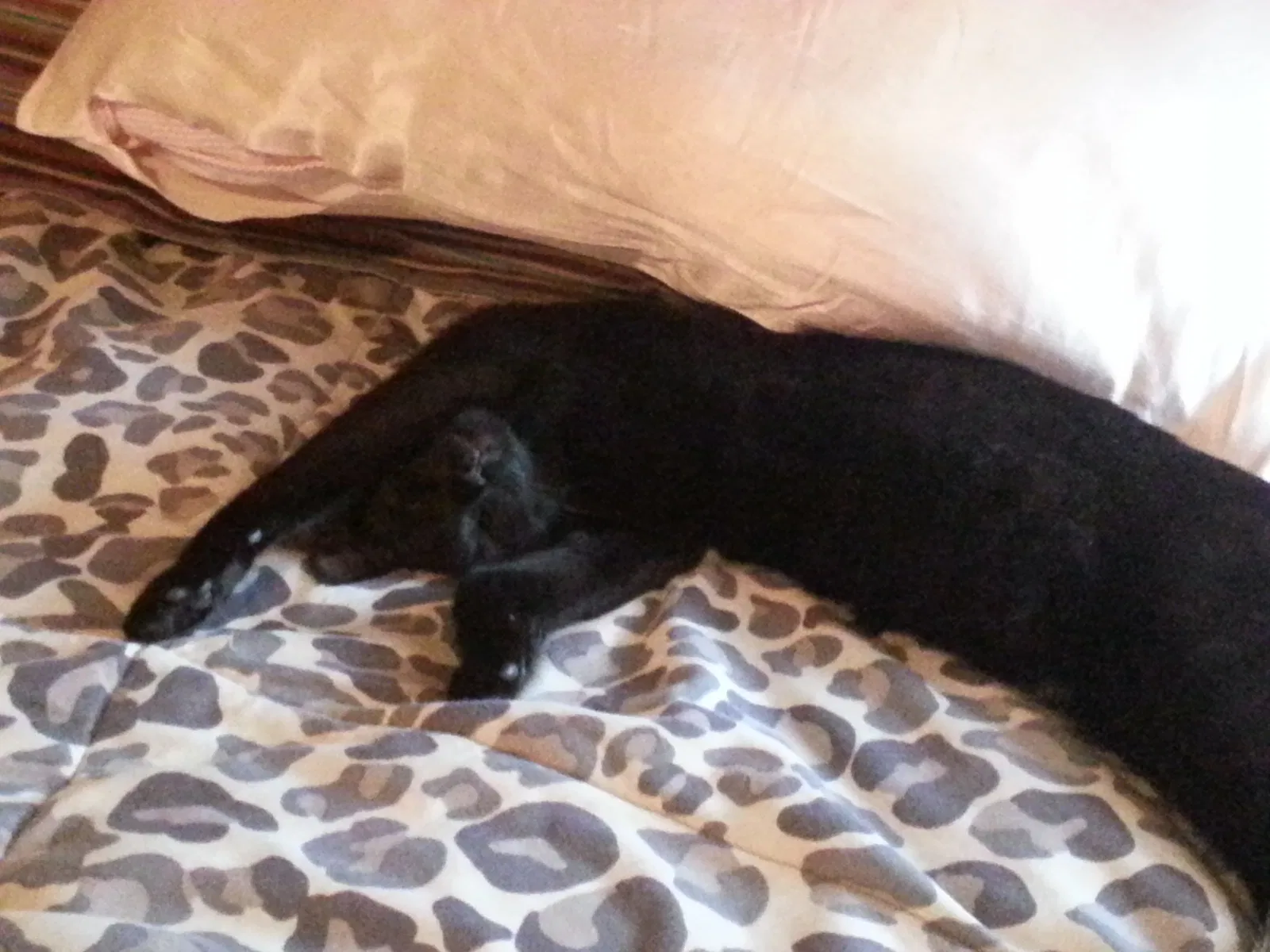 Found cat in Memphis, TN, 38122