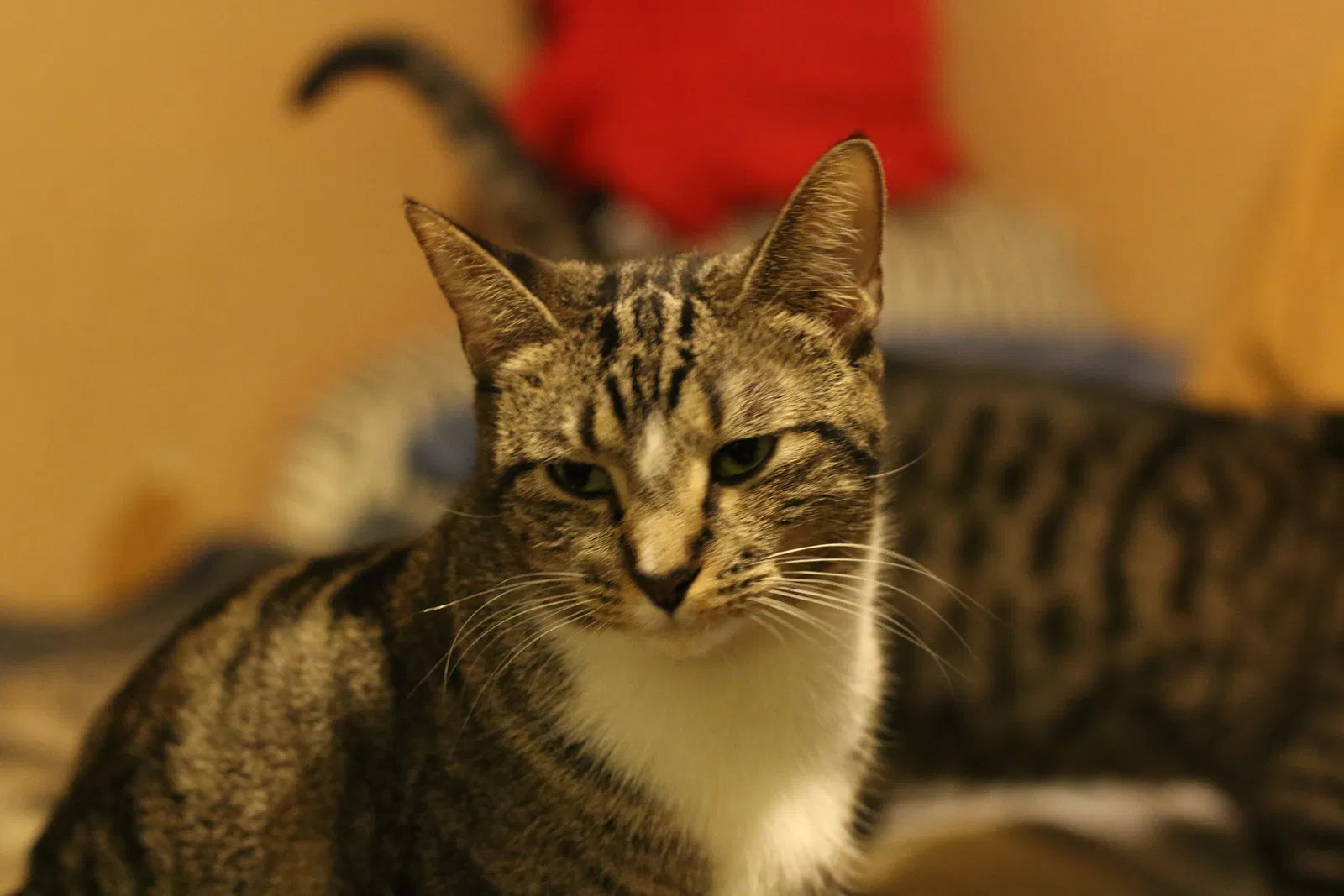 Found cat in Memphis, TN, 38122