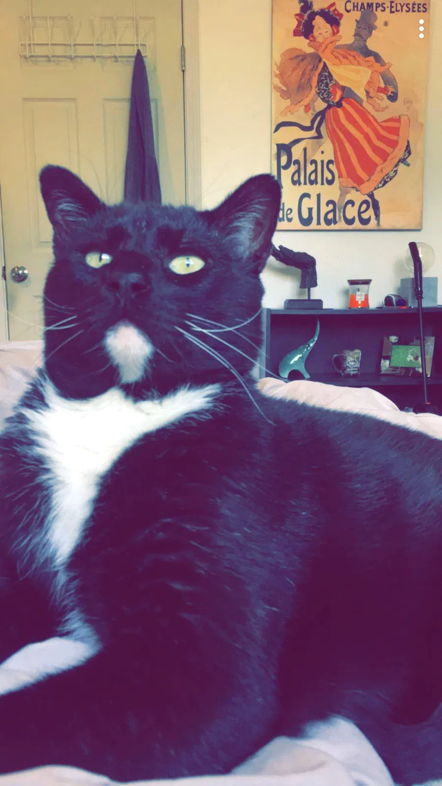 Found cat in Oklahoma City, OK, 73160