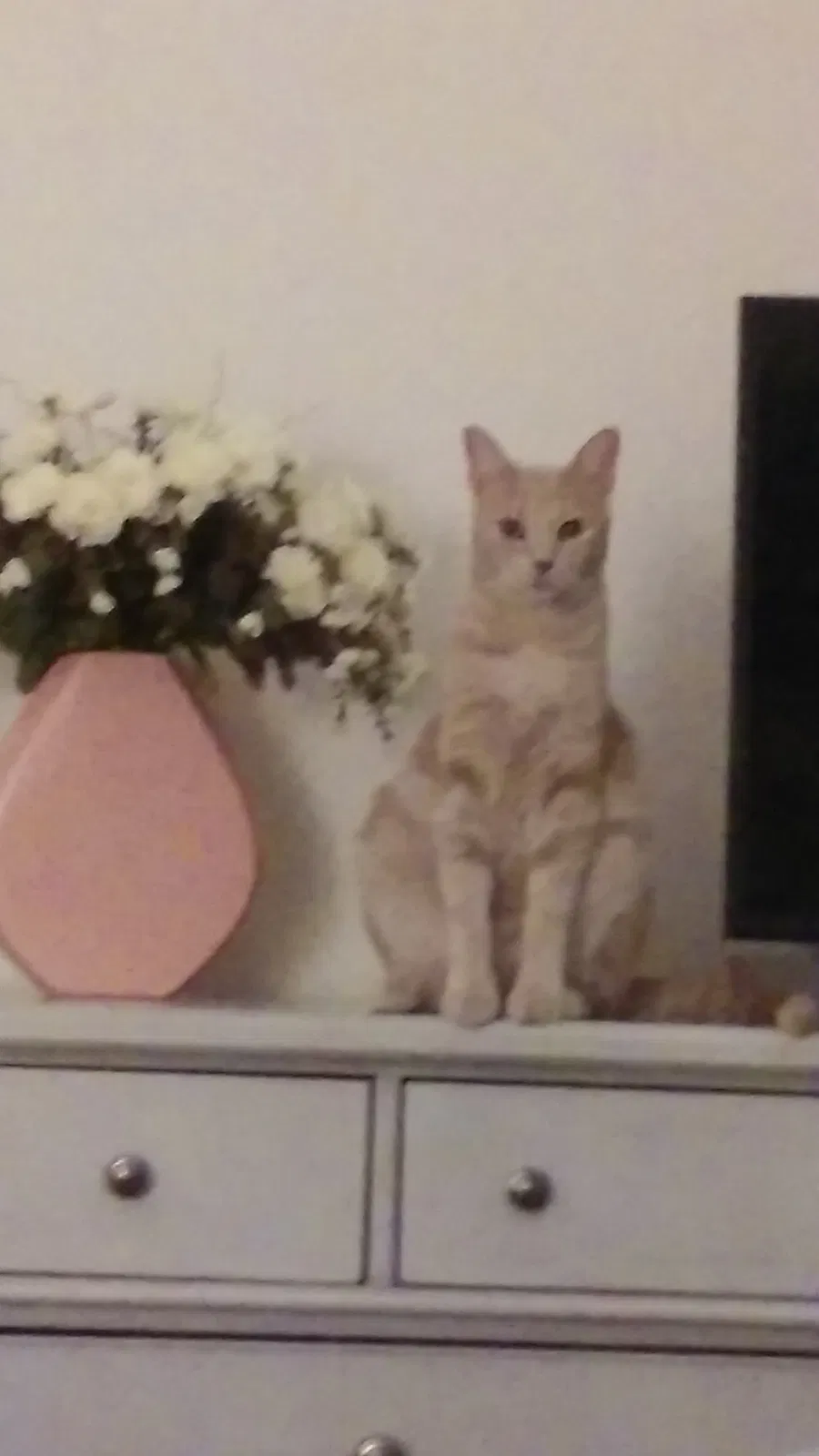 Found cat in Cape Coral, FL, 33909