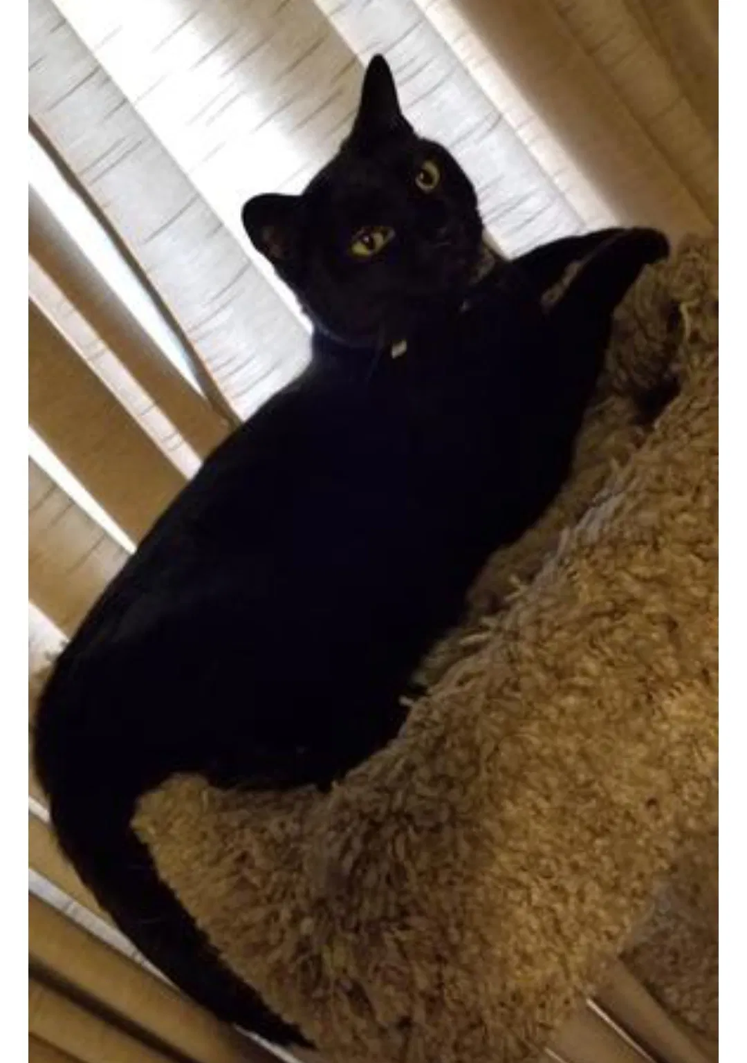Found cat in Layton, UT, 84041
