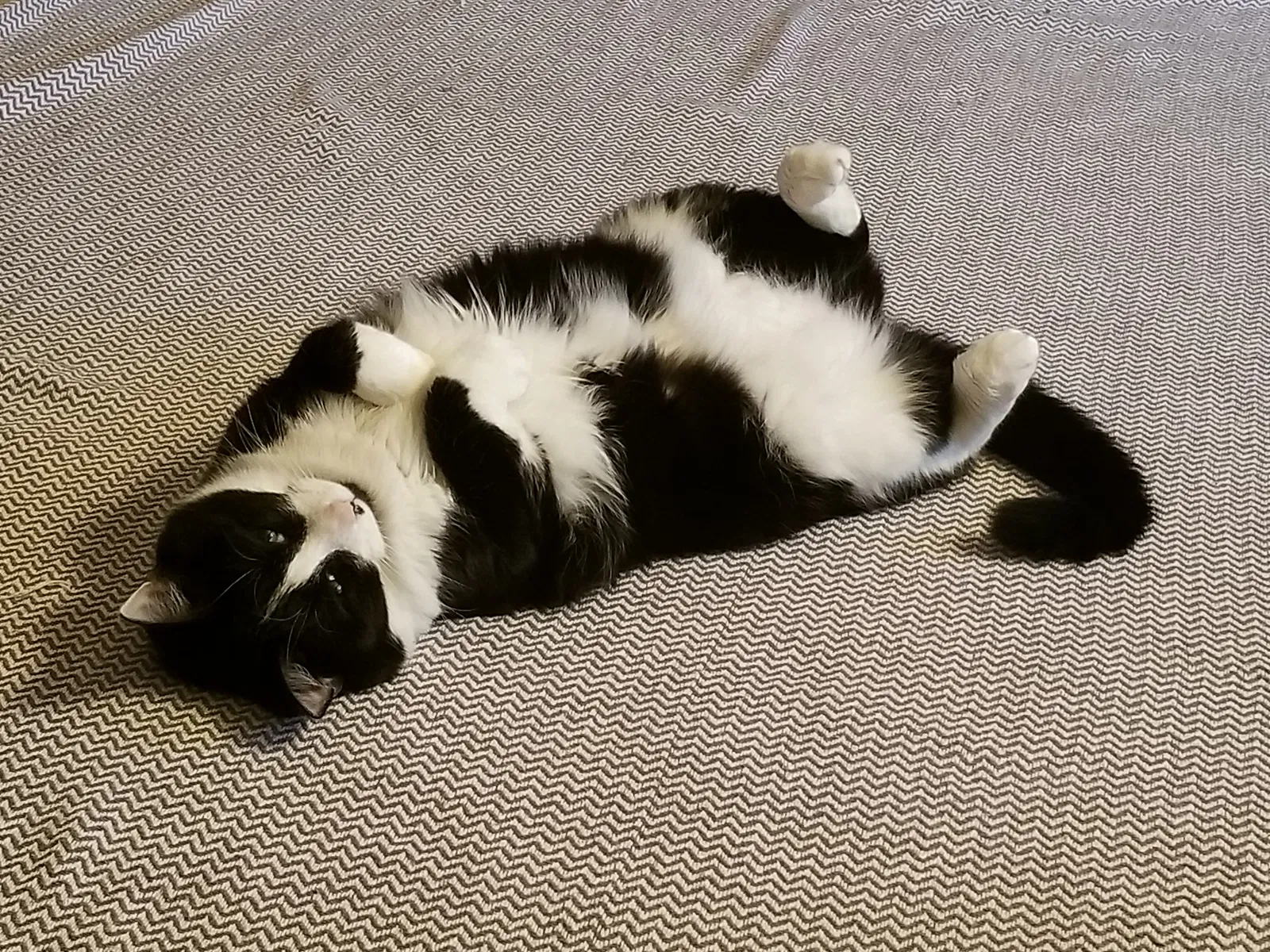 Found cat in Wood Dale, IL, 60191