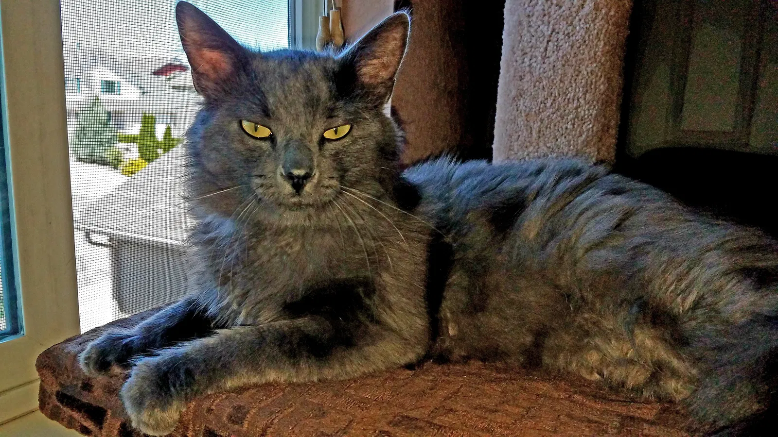 Found cat in Colorado Springs, CO, 80923