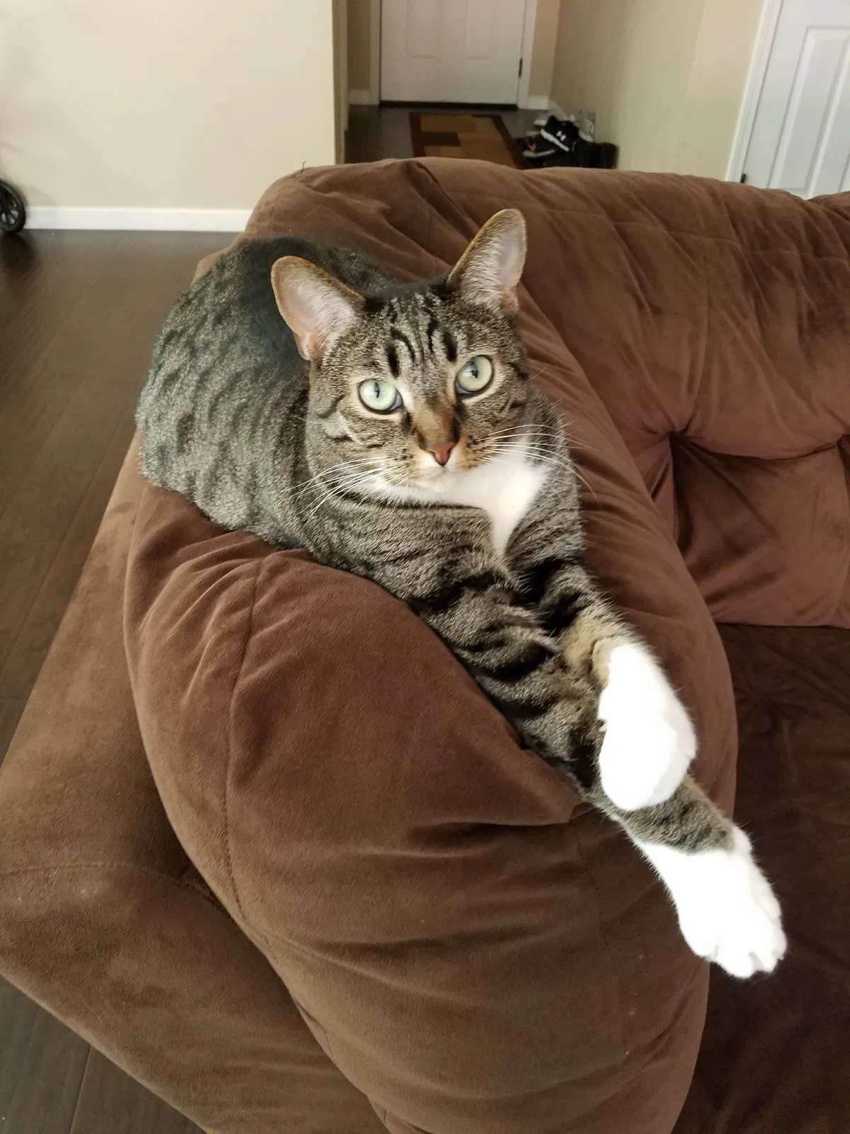 Found cat in Lancaster, CA, 93535