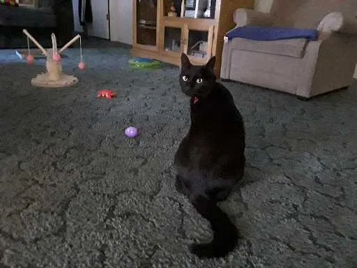 Found cat in Shelton, WA, 98584