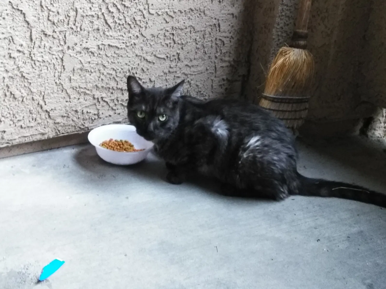 Found cat in Las Vegas, NV, 89183