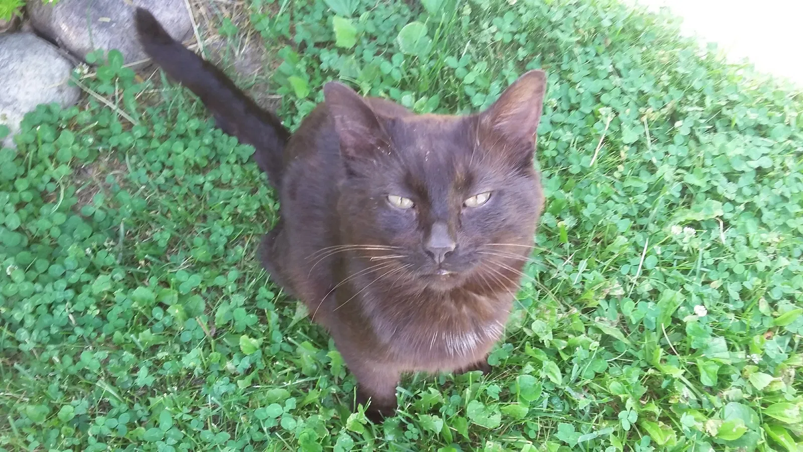 Found cat in Milwaukee, WI, 53218