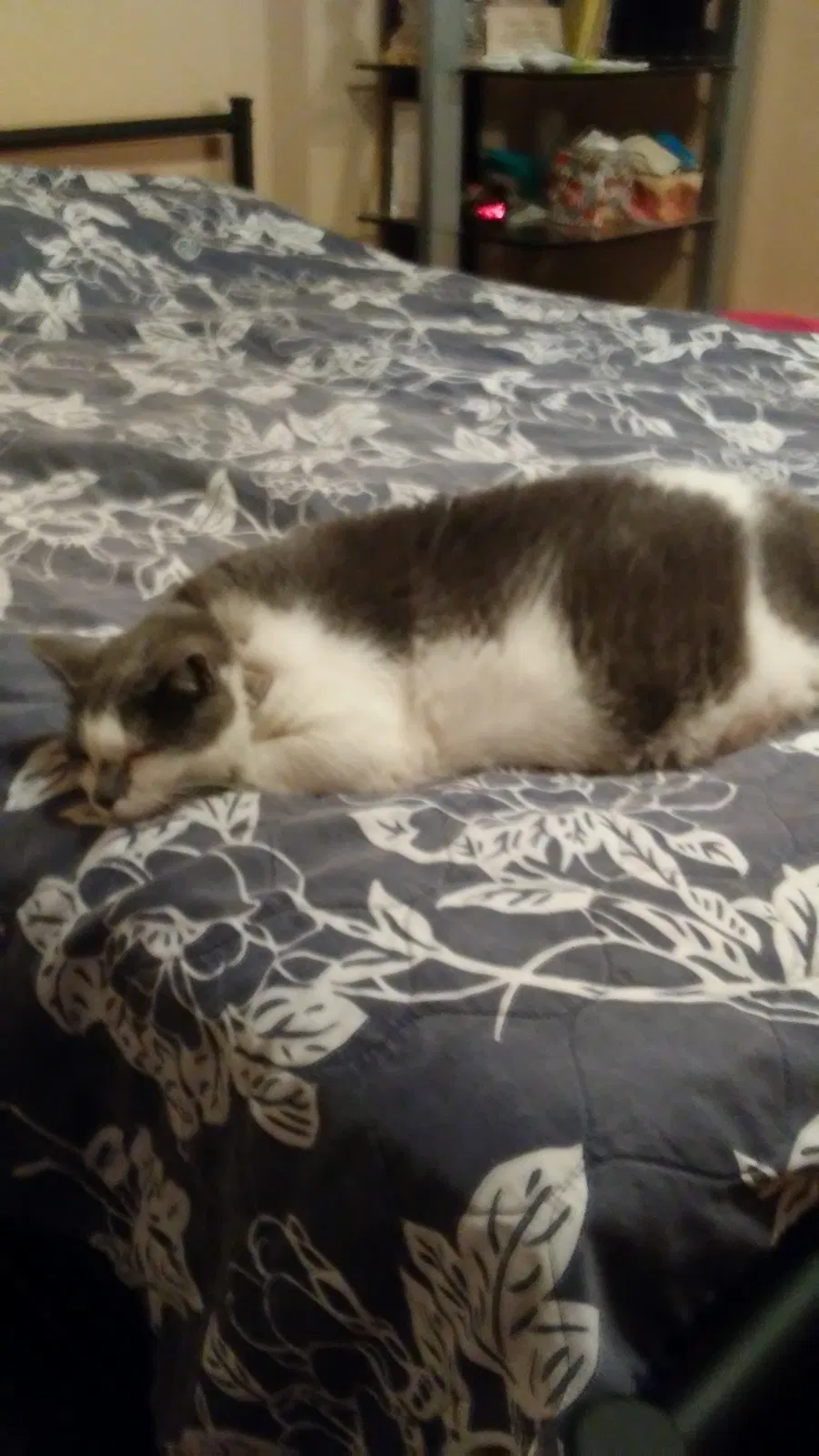 Found cat in Mesa, AZ, 85202
