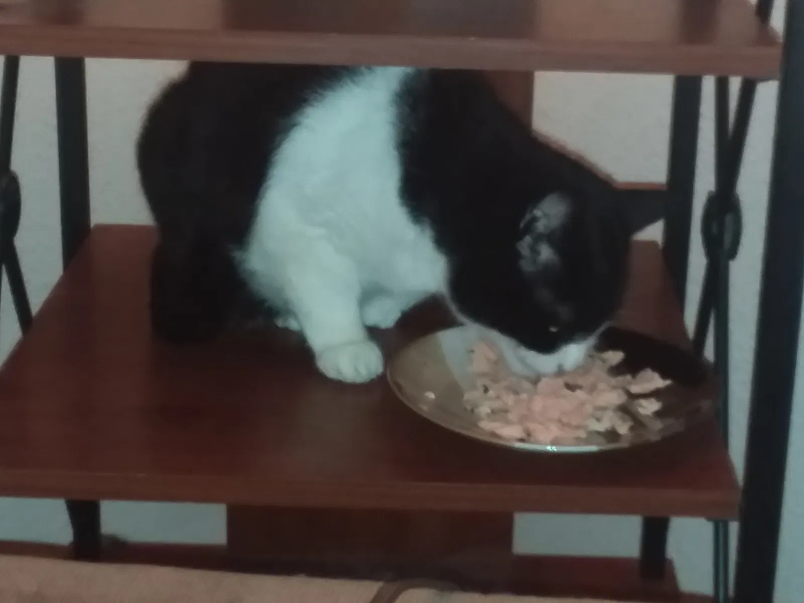 Found cat in Cypress, CA, 90630