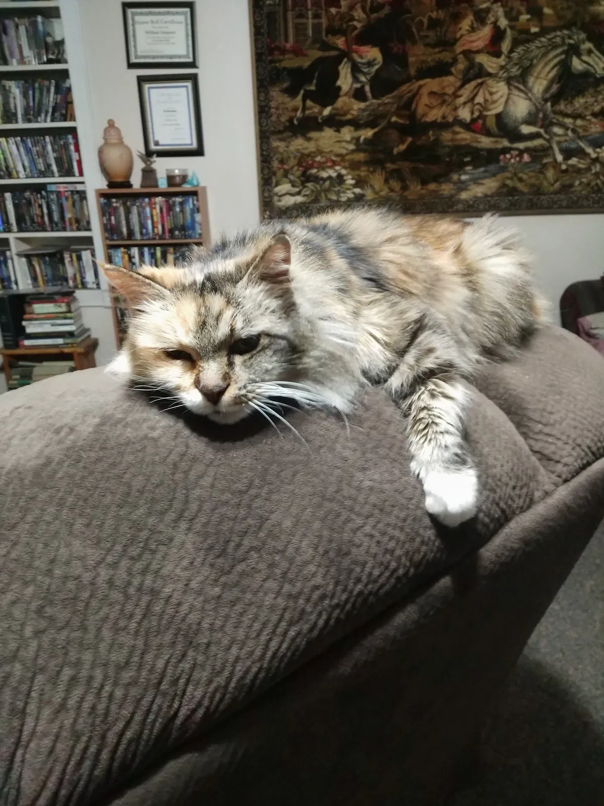 Found cat in Little Rock, AR, 72211