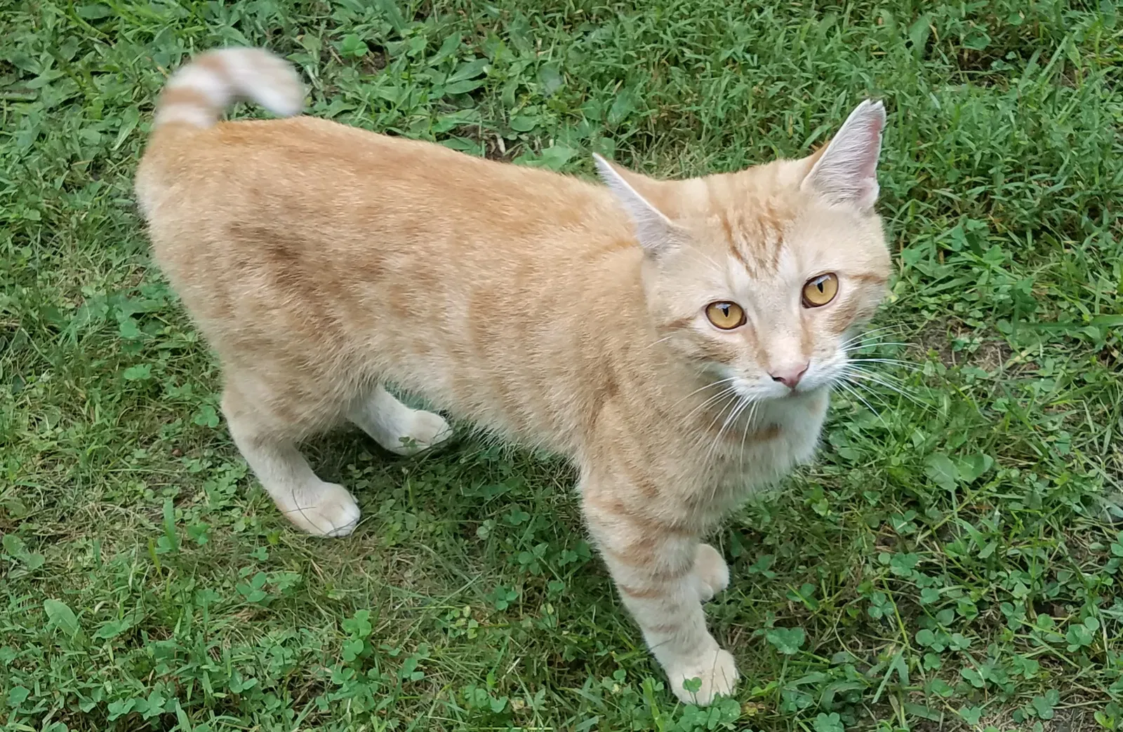 Found cat in East Waterboro, ME, 4030