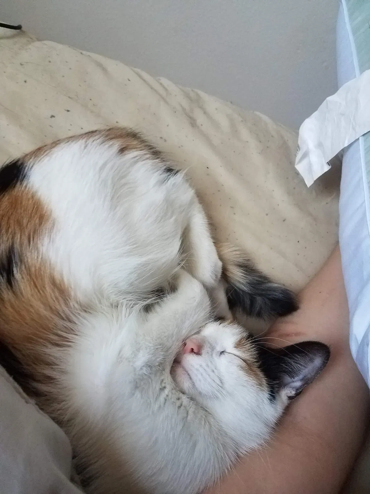Found cat in Bemidji, MN, 56601
