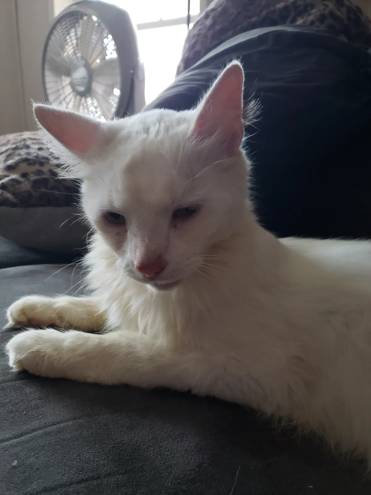 Found cat in Sardinia, OH, 45171