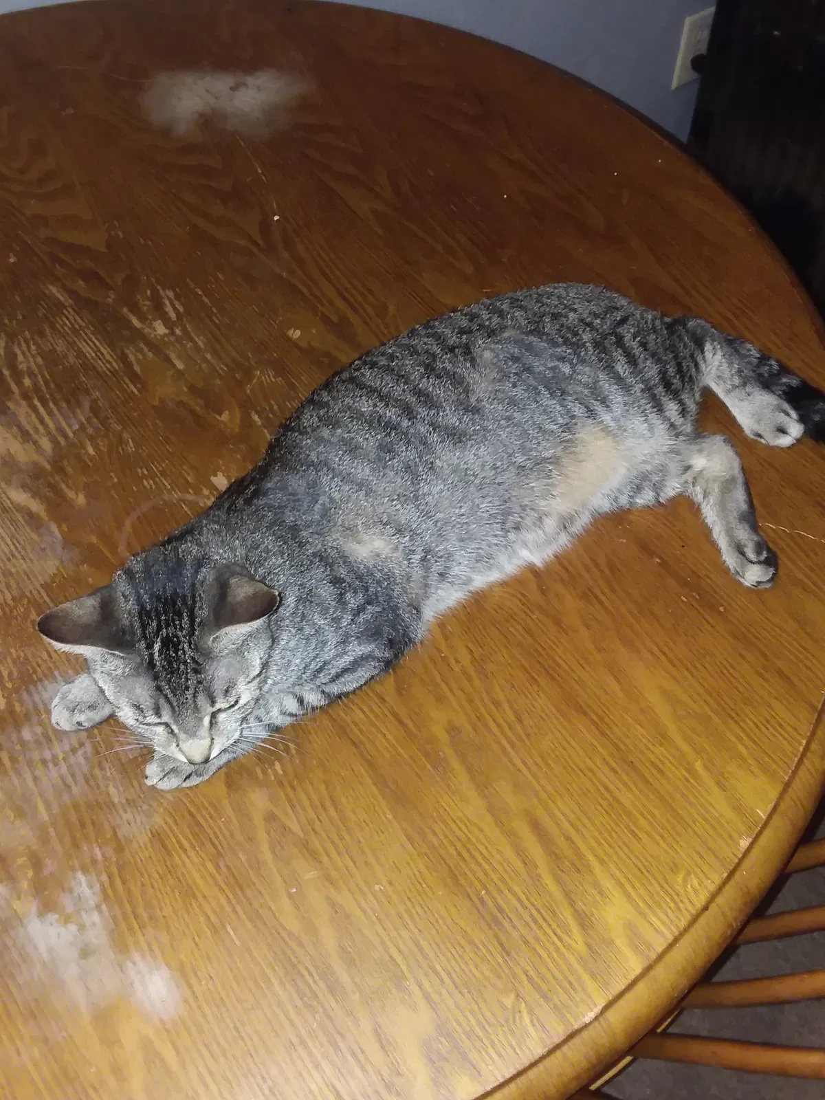 Found cat in Daytona Beach, FL, 32114