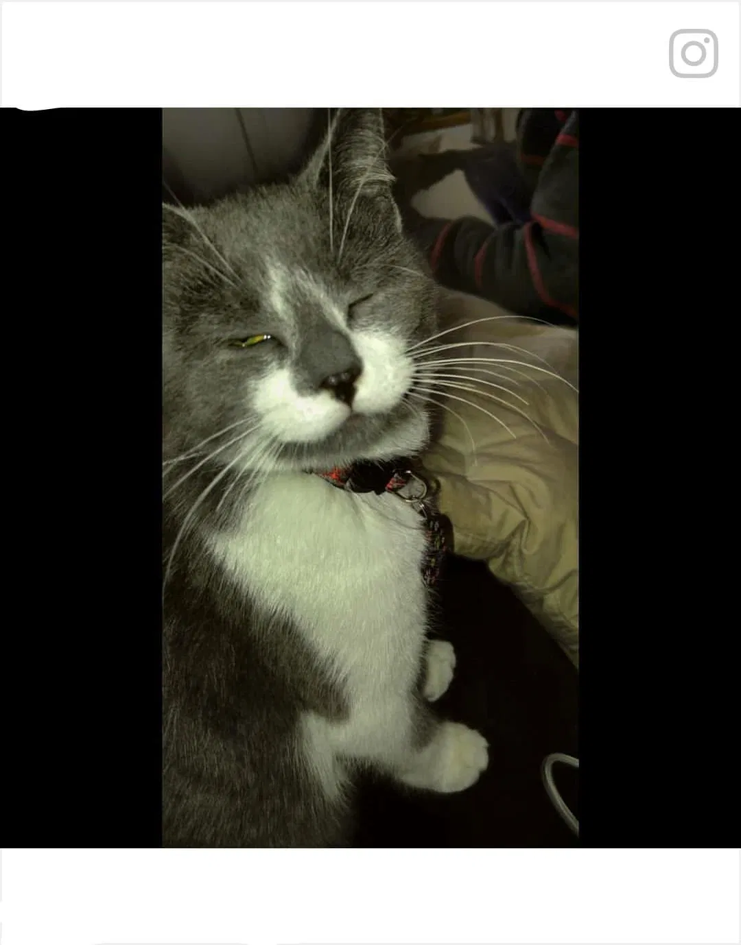 Found cat in Grandville, MI, 49418