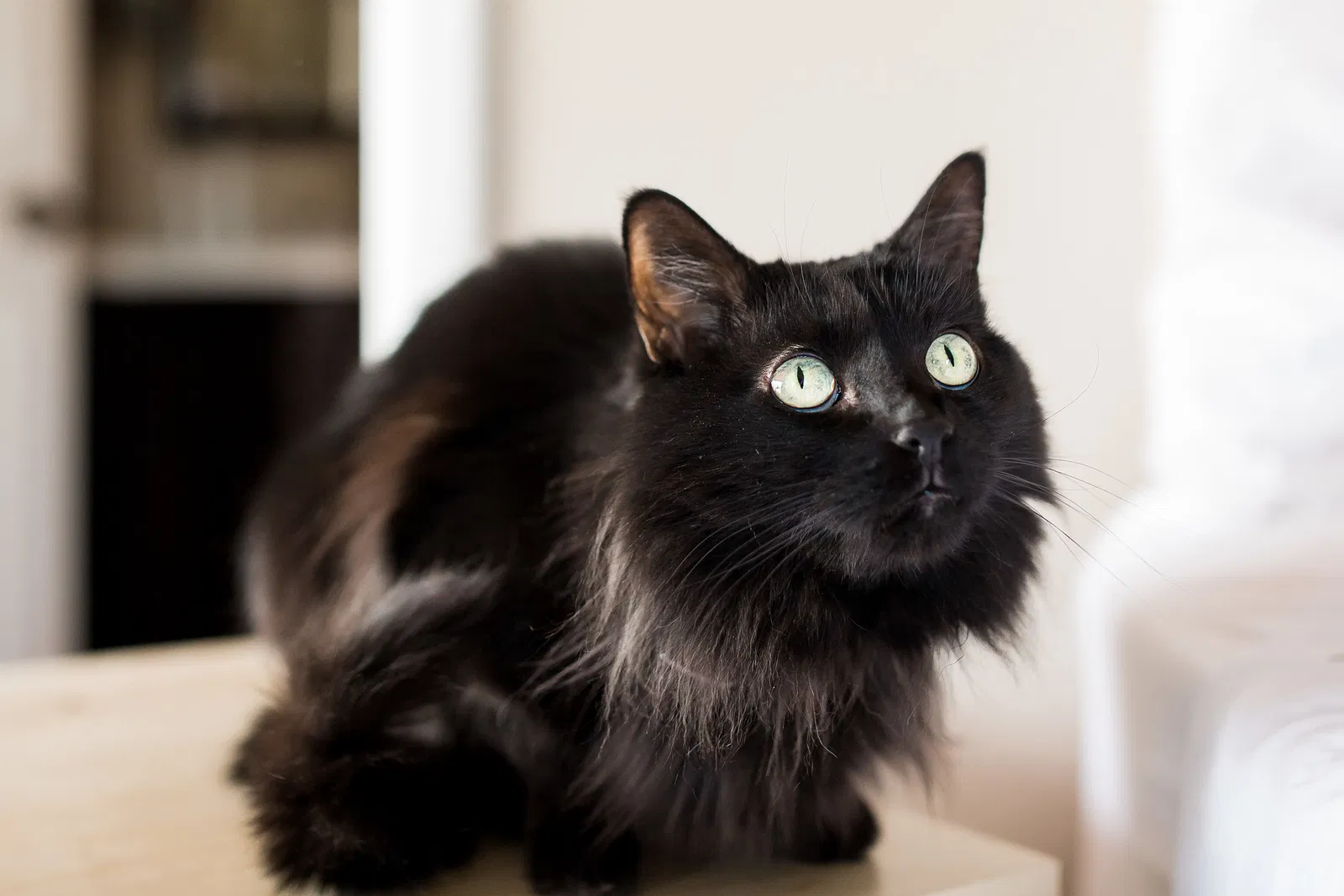 Found Cat