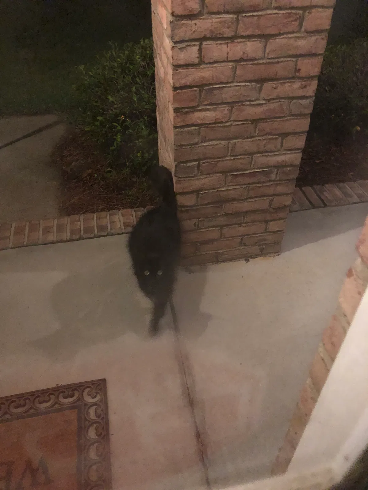 Found cat in Columbia, SC, 29209
