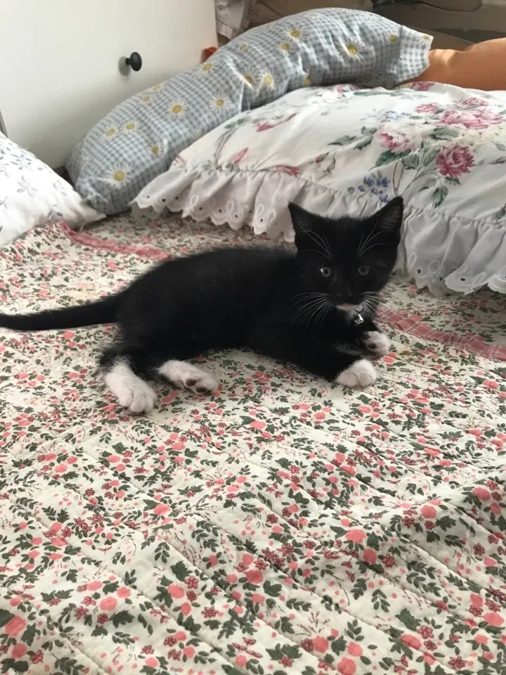 Found cat in Alpharetta, GA, 30005