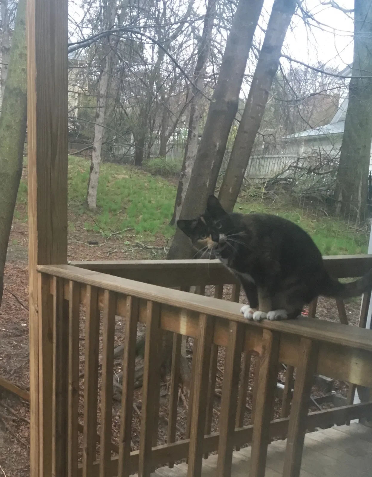 Found cat in Lowell, MA, 1850