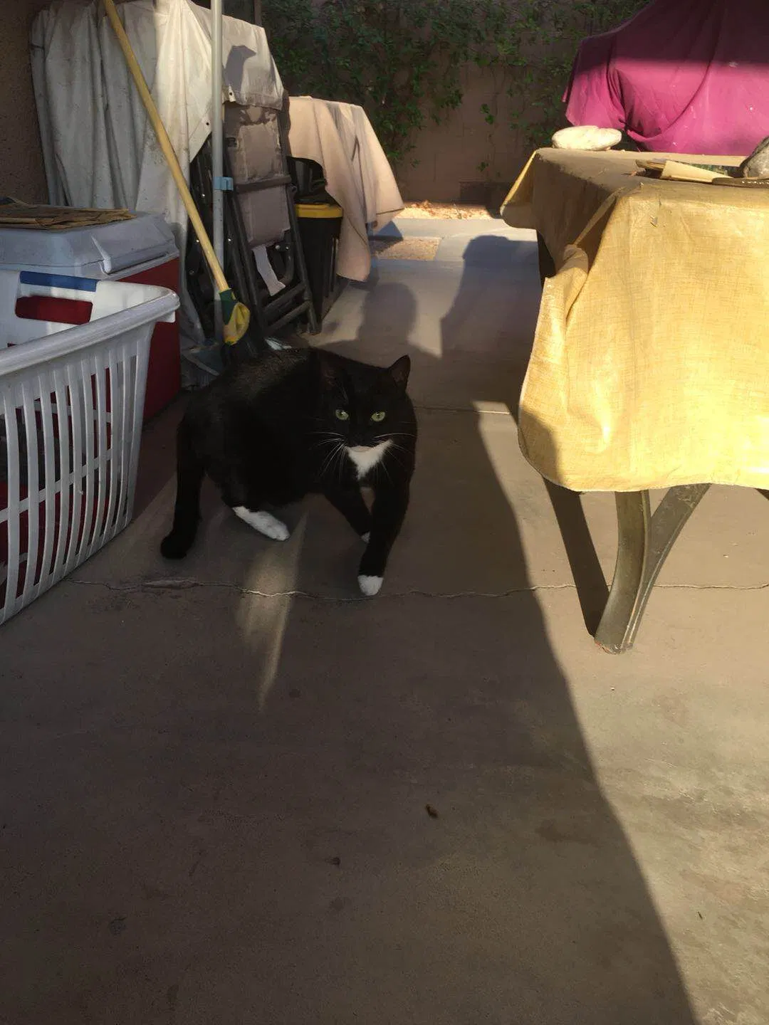 Found cat in Las Vegas, NV, 89103