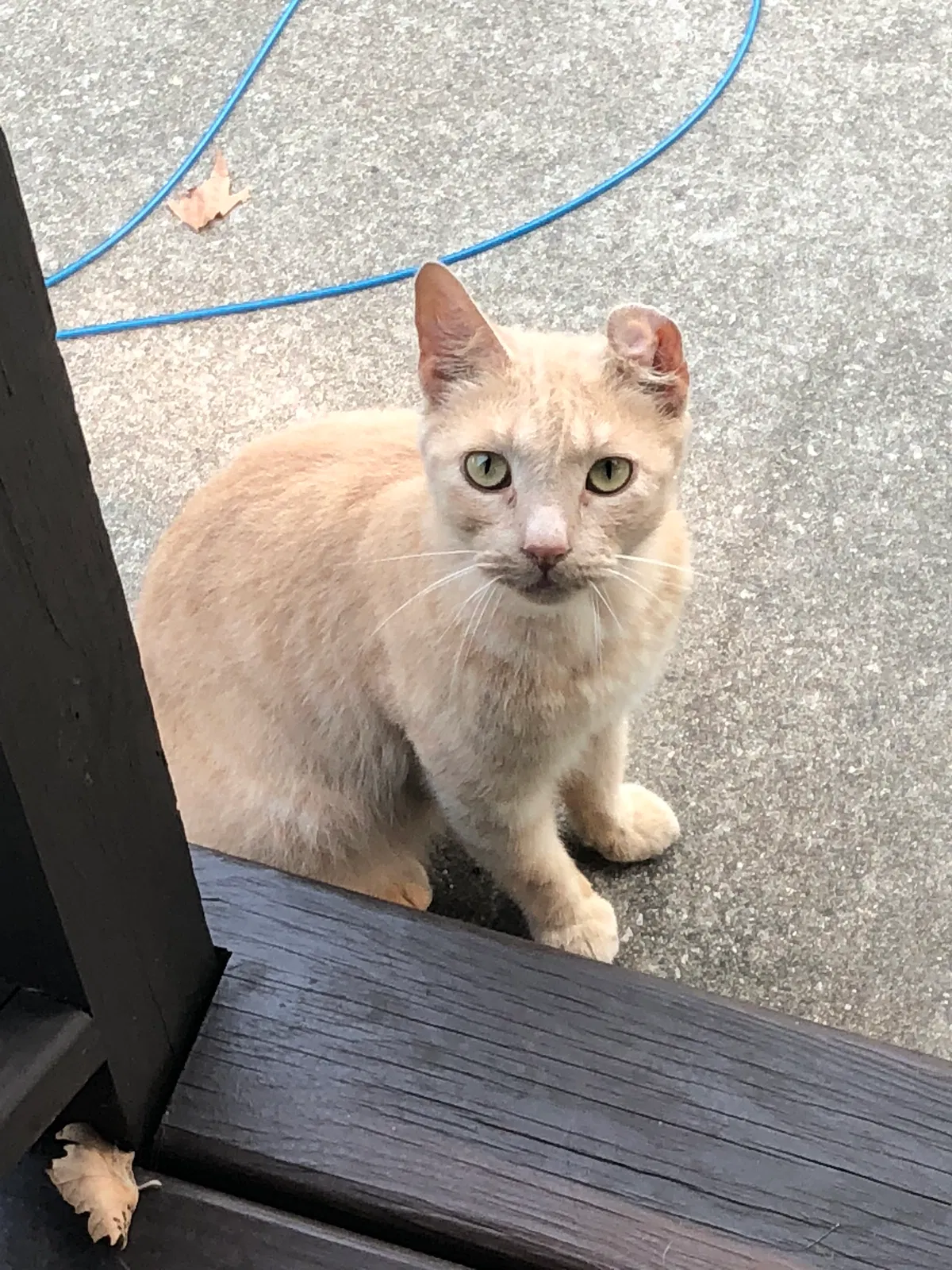 Found cat in Sand Lake, MI, 49343