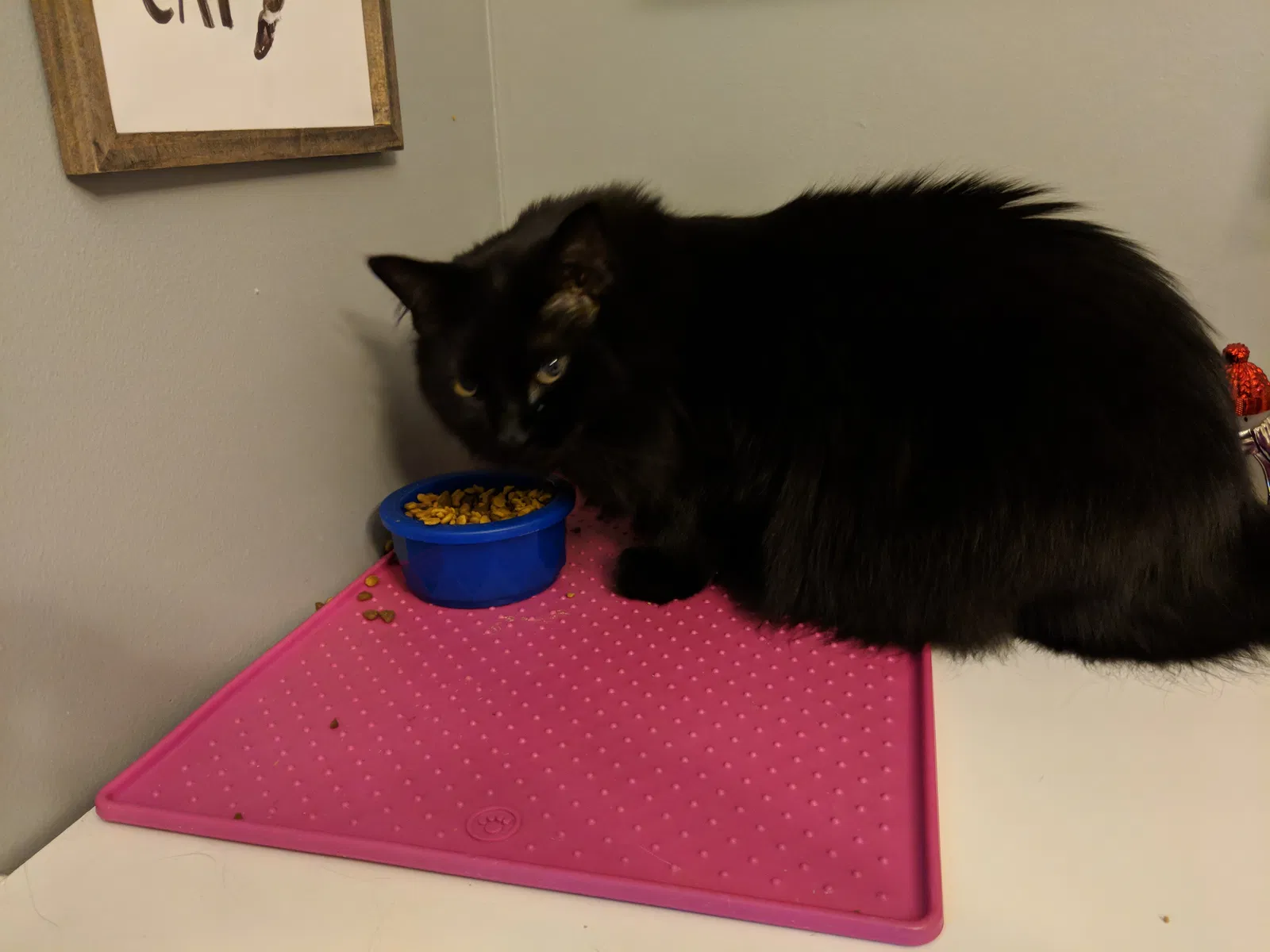 Found cat in Anoka, MN, 55303