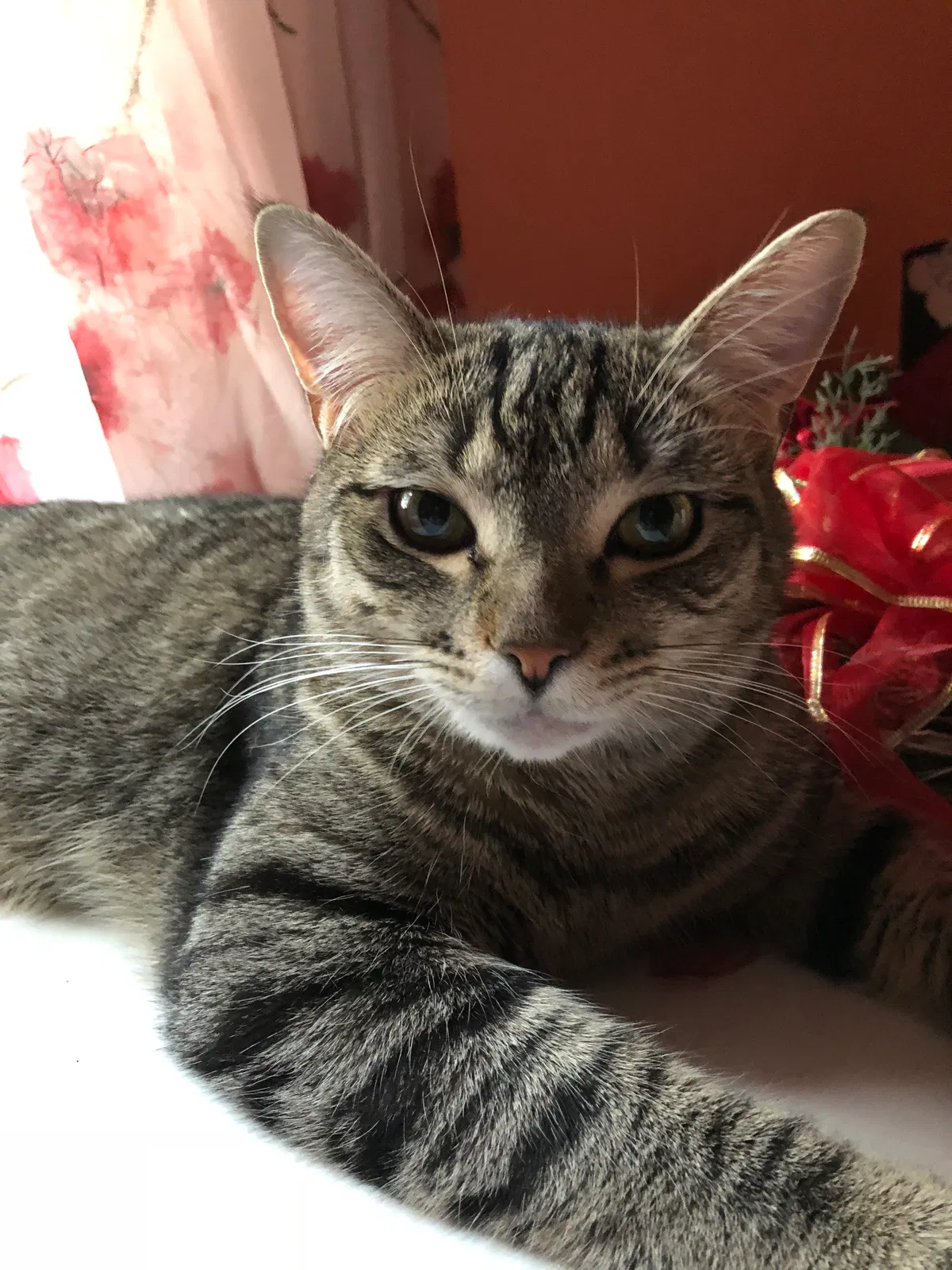 Found cat in Rising Sun, MD, 21911